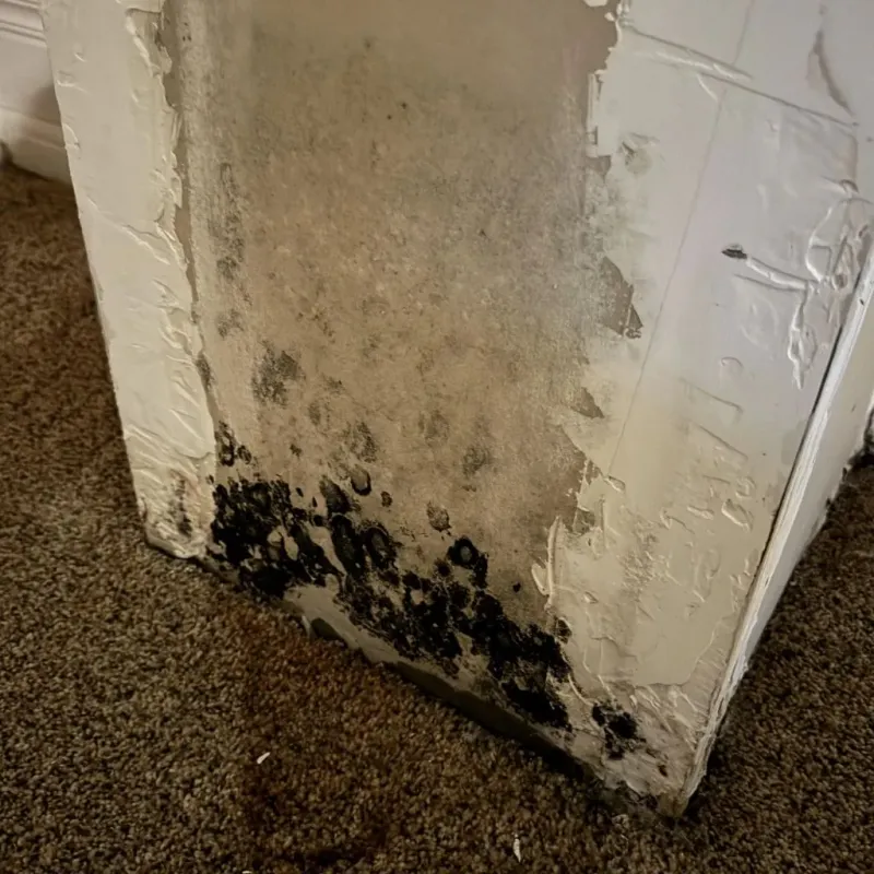 Professional Mold Removal in San Pedro, CA